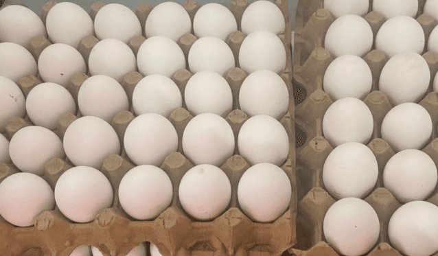 Huevo Blanco Orgánico